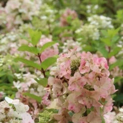 Pluimhortensia (Hydrangea Paniculata 'Unique') 15 Pluimhortensia (Hydrangea Paniculata 'Unique') -Tuin Glimmer Verkoop hydrangea paniculata unique 1