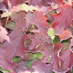 Eikenbladhortensia (Hydrangea Quercifolia) 18 Eikenbladhortensia (Hydrangea Quercifolia) -Tuin Glimmer Verkoop hydrangea quercifolia 1