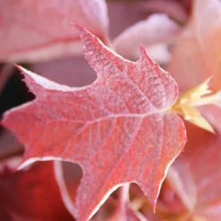 Eikenbladhortensia (Hydrangea Quercifolia) 19 Eikenbladhortensia (Hydrangea Quercifolia) -Tuin Glimmer Verkoop hydrangea quercifolia 2