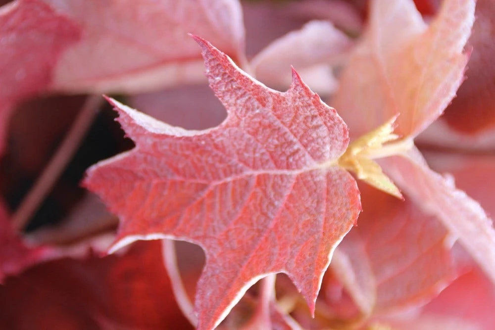 Eikenbladhortensia (Hydrangea Quercifolia) 8 Eikenbladhortensia (Hydrangea Quercifolia) - Afbeelding 6