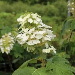 Eikenbladhortensia (Hydrangea Quercifolia) 17 Eikenbladhortensia (Hydrangea Quercifolia) -Tuin Glimmer Verkoop hydrangea quercifolia 3