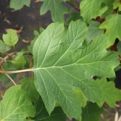 Eikenbladhortensia (Hydrangea Quercifolia) 25 Eikenbladhortensia (Hydrangea Quercifolia) -Tuin Glimmer Verkoop hydrangea quercifolia 4