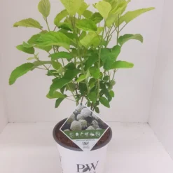 Hortensia (Hydrangea 'Strong Annabelle') -Tuin Glimmer Verkoop hydrangea strong annabel