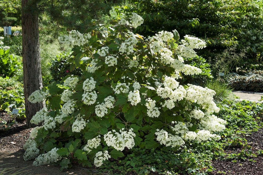 Eikenbladhortensia (Hydrangea Quercifolia) 4 Eikenbladhortensia (Hydrangea Quercifolia) - Afbeelding 2