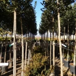 Hulst Als Boom (Ilex 'Nellie R. Stevens') 23 Hulst Als Boom (Ilex 'Nellie R. Stevens') -Tuin Glimmer Verkoop ilex a. nellie r. stevens 8 10 2 1