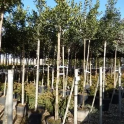 Hulst Als Boom (Ilex 'Nellie R. Stevens') 25 Hulst Als Boom (Ilex 'Nellie R. Stevens') -Tuin Glimmer Verkoop ilex a. nellie r. stevens 8 10 4 1