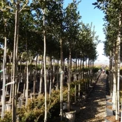 Hulst Als Boom (Ilex 'Nellie R. Stevens') 26 Hulst Als Boom (Ilex 'Nellie R. Stevens') -Tuin Glimmer Verkoop ilex a. nellie r. stevens 8 10 5 1