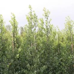 Hulst (Ilex Aquifolium 'Alaska') -Tuin Glimmer Verkoop ilex a alaska 150 175