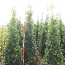 Hulst (Ilex Aquifolium 'Alaska') -Tuin Glimmer Verkoop ilex a alaska 200 225