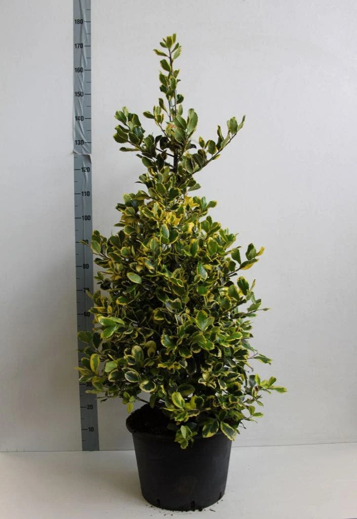 Hulst (Ilex Altaclerensis 'Golden King') 5 Hulst (Ilex Altaclerensis 'Golden King') - Afbeelding 3