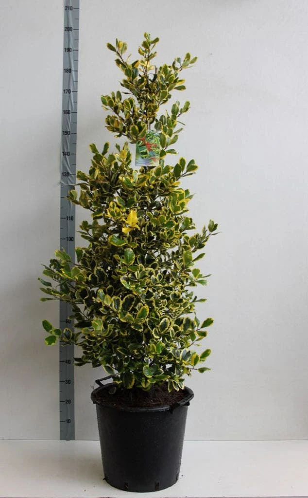 Hulst (Ilex Altaclerensis 'Golden King') 6 Hulst (Ilex Altaclerensis 'Golden King') - Afbeelding 4