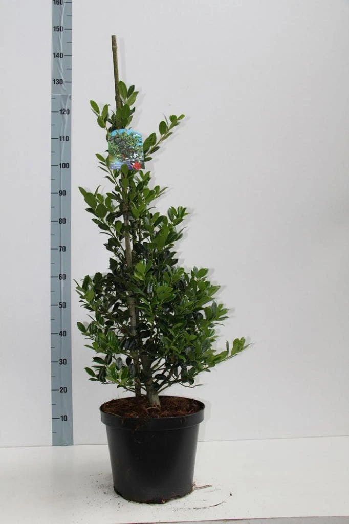 Hulst (Ilex Aquifolium J.C. Van Tol) 8 Hulst (Ilex Aquifolium J.C. Van Tol) - Afbeelding 6