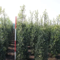 Hulst (Ilex Aquifolium 'Alaska') -Tuin Glimmer Verkoop ilex aquif. alaska 175 200 h