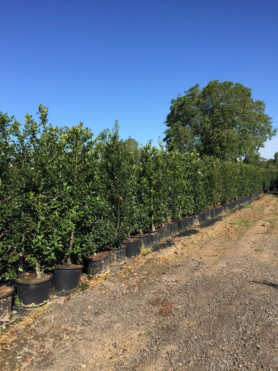 Grote Hulst (Ilex Aquifolium) 4 Grote Hulst (Ilex Aquifolium) - Afbeelding 2