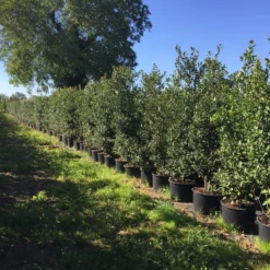 Grote Hulst (Ilex Aquifolium) -Tuin Glimmer Verkoop ilex aquifolium h200225cm 1