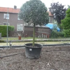 Hulst Op Stam (Ilex Aquifolium) -Tuin Glimmer Verkoop ilex aquifolium halfstam 30 35