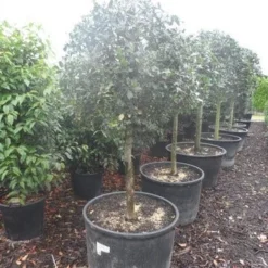 Hulst Op Stam (Ilex Aquifolium) -Tuin Glimmer Verkoop ilex aquifolium halfstam c130 150