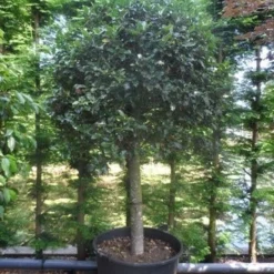 Hulst Op Stam (Ilex Aquifolium) -Tuin Glimmer Verkoop ilex aquifolium halfstam c200 extra