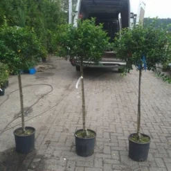 Hulst Op Stam (Ilex Aquifolium) -Tuin Glimmer Verkoop ilex aquifolium op stam