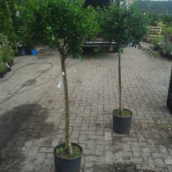 Hulst Op Stam (Ilex Aquifolium) -Tuin Glimmer Verkoop ilex aquifolium op stam 2