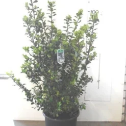 Blauwe Hulst (Ilex Meserveae 'Blue Prince') -Tuin Glimmer Verkoop ilex blue prince c20