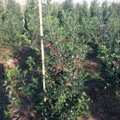 Blauwe Hulst (Ilex Meserveae 'Blue Princess') -Tuin Glimmer Verkoop ilex blue princess 125 150 cm drkl 1