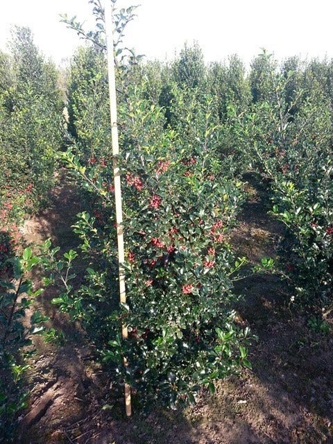 Blauwe Hulst (Ilex Meserveae 'Blue Princess') 5 Blauwe Hulst (Ilex Meserveae 'Blue Princess') - Afbeelding 3