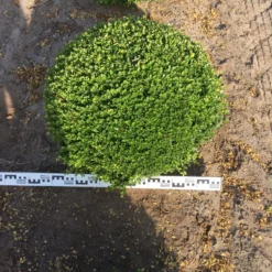 Japanse Hulst Als Bolvorm (Ilex Crenata) 8 Japanse Hulst Als Bolvorm (Ilex Crenata) -Tuin Glimmer Verkoop ilex crenata 70 cm breed bol drkl 1