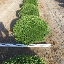 Japanse Hulst Als Bolvorm (Ilex Crenata) -Tuin Glimmer Verkoop ilex crenata 70 cm breed bol drkl 2 1