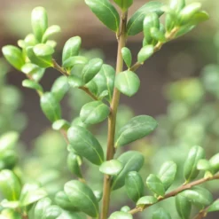 Japanse Hulst In Bolvorm (Ilex Crenata 'Convexa') 11 Japanse Hulst In Bolvorm (Ilex Crenata 'Convexa') -Tuin Glimmer Verkoop ilex crenata convexa 1 1