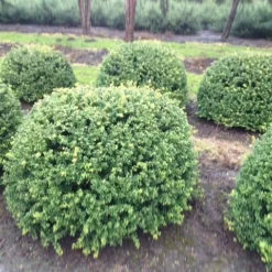 Japanse Hulst In Bolvorm (Ilex Crenata 'Convexa') 10 Japanse Hulst In Bolvorm (Ilex Crenata 'Convexa') -Tuin Glimmer Verkoop ilex crenata convexa bol 100 1