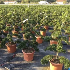 Japanse Hulst Als Bonsai (Ilex Crenata 'Kinme') -Tuin Glimmer Verkoop ilex crenata kimne bonsai 2
