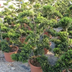 Japanse Hulst Als Bonsai (Ilex Crenata 'Kinme') -Tuin Glimmer Verkoop ilex crenata kimne bonsai lv20 3