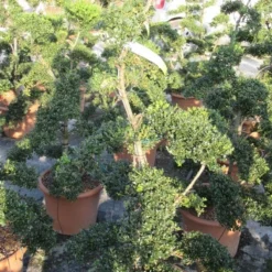 Japanse Hulst Als Bonsai (Ilex Crenata 'Kinme') -Tuin Glimmer Verkoop ilex crenata kimne bonsai lv20 6