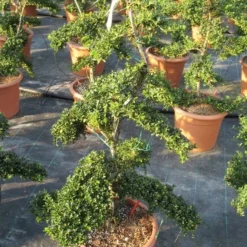 Japanse Hulst Als Bonsai (Ilex Crenata 'Kinme') -Tuin Glimmer Verkoop ilex crenata kimne bonsai lv20 8 1