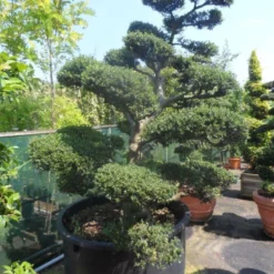 Japanse Hulst Als Bonsai (Ilex Crenata) -Tuin Glimmer Verkoop ilex crenata kinmei bonsai 200 225 c750 1000 1
