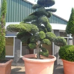 Japanse Hulst Als Bonsai (Ilex Crenata) -Tuin Glimmer Verkoop ilex crenata kinmei bonsai 250 300 solitair extra 1