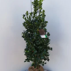 Hulst (Ilex Meserveae 'Heckenfee') -Tuin Glimmer Verkoop ilex heckenfee 100 120 1