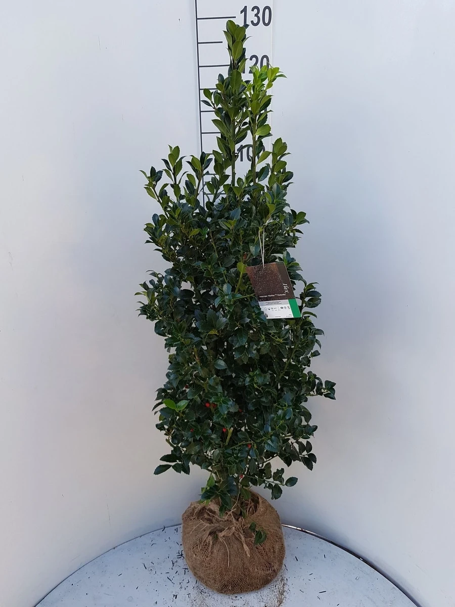 Hulst (Ilex Meserveae 'Heckenfee') 5 Hulst (Ilex Meserveae 'Heckenfee') - Afbeelding 3