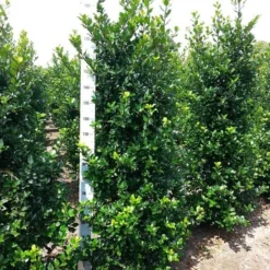 Blauwe Hulst (Ilex Meserveae 'Blue Prince') -Tuin Glimmer Verkoop ilex mes. blue prince 175 200 cm 1