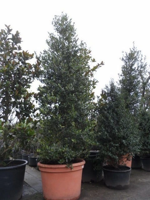 Amerikaanse Hulst (Ilex 'Nellie R Stevens') 6 Amerikaanse Hulst (Ilex 'Nellie R Stevens') - Afbeelding 4