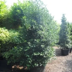 Amerikaanse Hulst (Ilex 'Nellie R Stevens') 12 Amerikaanse Hulst (Ilex 'Nellie R Stevens') -Tuin Glimmer Verkoop ilex nellie r. stevens 250 300 c160 2