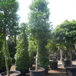 Hulst Als Boom (Ilex 'Nellie R. Stevens') 21 Hulst Als Boom (Ilex 'Nellie R. Stevens') -Tuin Glimmer Verkoop ilex nellie stevens 25 30ho c350 1