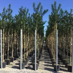 Hulst Als Boom (Ilex 'Nellie R. Stevens') 18 Hulst Als Boom (Ilex 'Nellie R. Stevens') -Tuin Glimmer Verkoop ilex nellie stevens 6 8 1