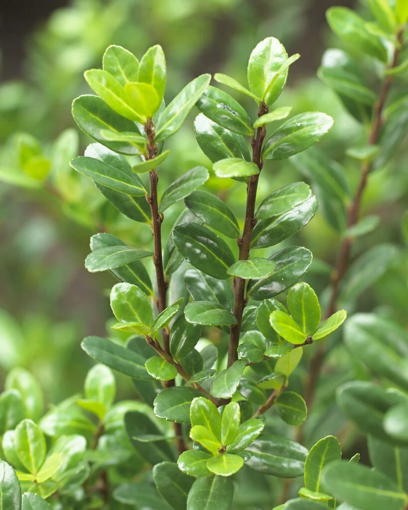 Japanse Hulst (Ilex Crenata 'Caroline Upright') 3 Japanse Hulst (Ilex Crenata 'Caroline Upright')