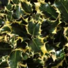 Hulst (Ilex Aquifolium 'Madame Briot') -Tuin Glimmer Verkoop ilexmadamebriotv01 1