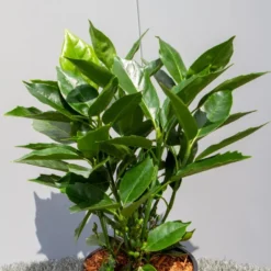 Broodboom (Aucuba Japonica 'Rozannie') -Tuin Glimmer Verkoop img 1397