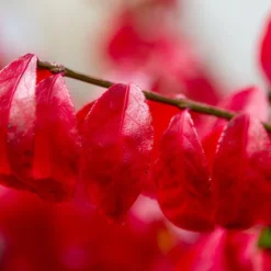 Kardinaalshoed (Euonymus Alatus 'Compactus') -Tuin Glimmer Verkoop img 1486