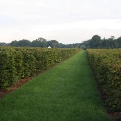 Nieuwkomers -Tuin Glimmer Verkoop img 4450