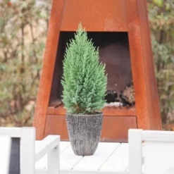 Jeneverbes (Juniperus Chinensis 'Stricta') -Tuin Glimmer Verkoop juniperus chinensis stricta